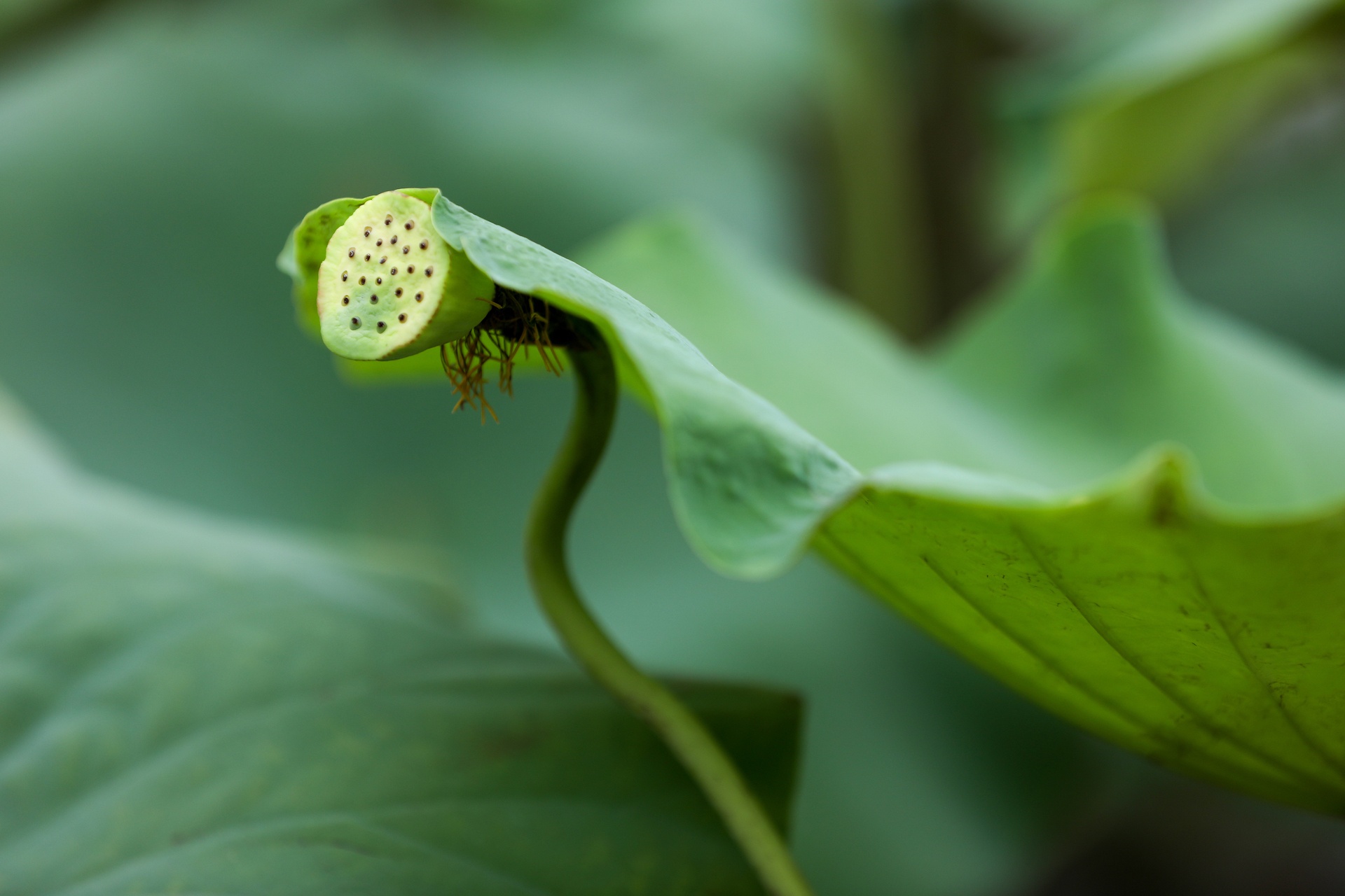 mua hoa sen mien Bac anh 23