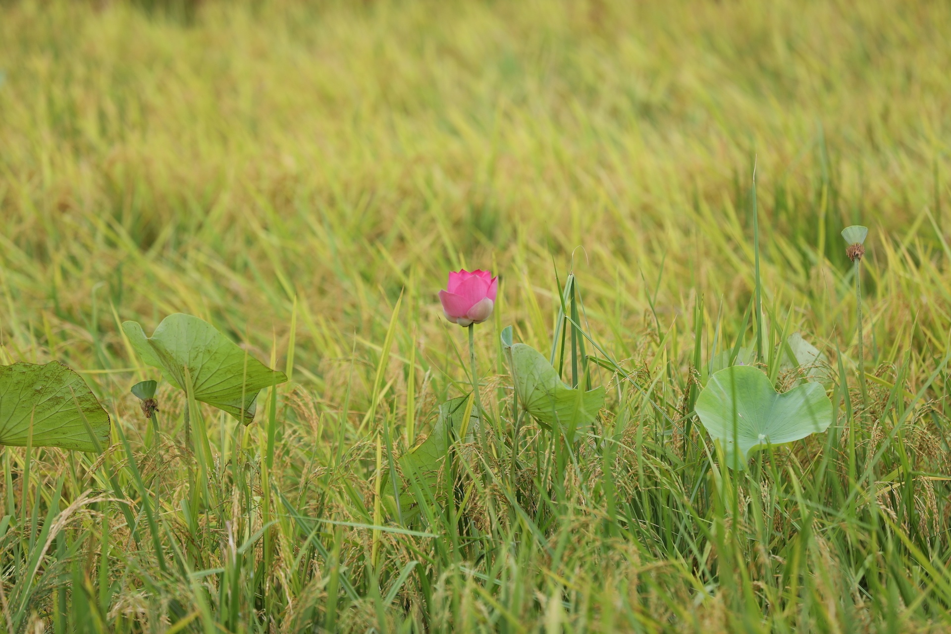 mua hoa sen mien Bac anh 24
