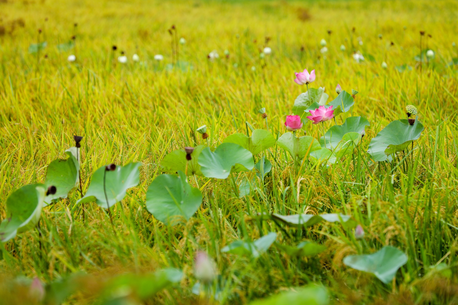 mua hoa sen mien Bac anh 14