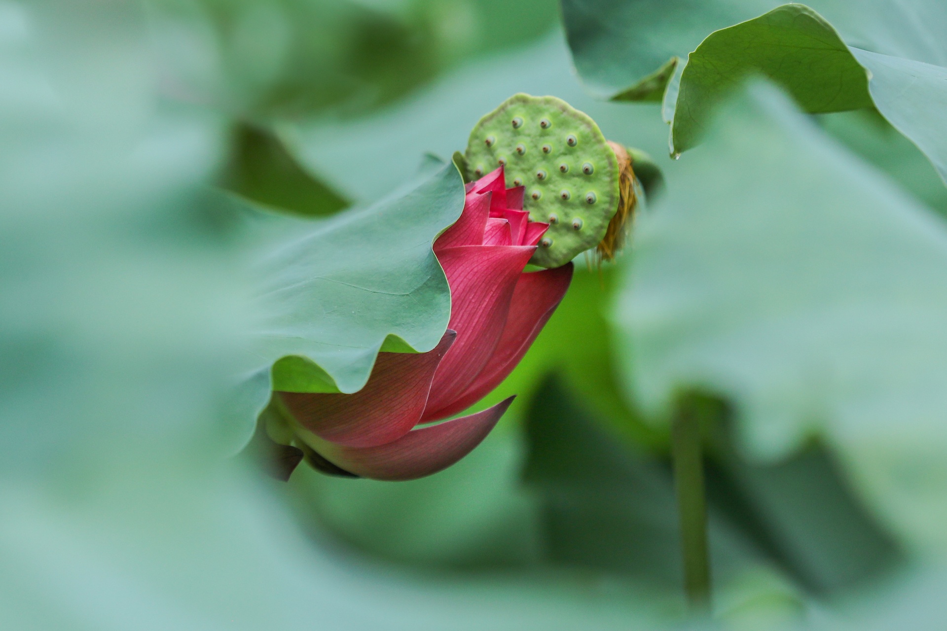 mua hoa sen mien Bac anh 34