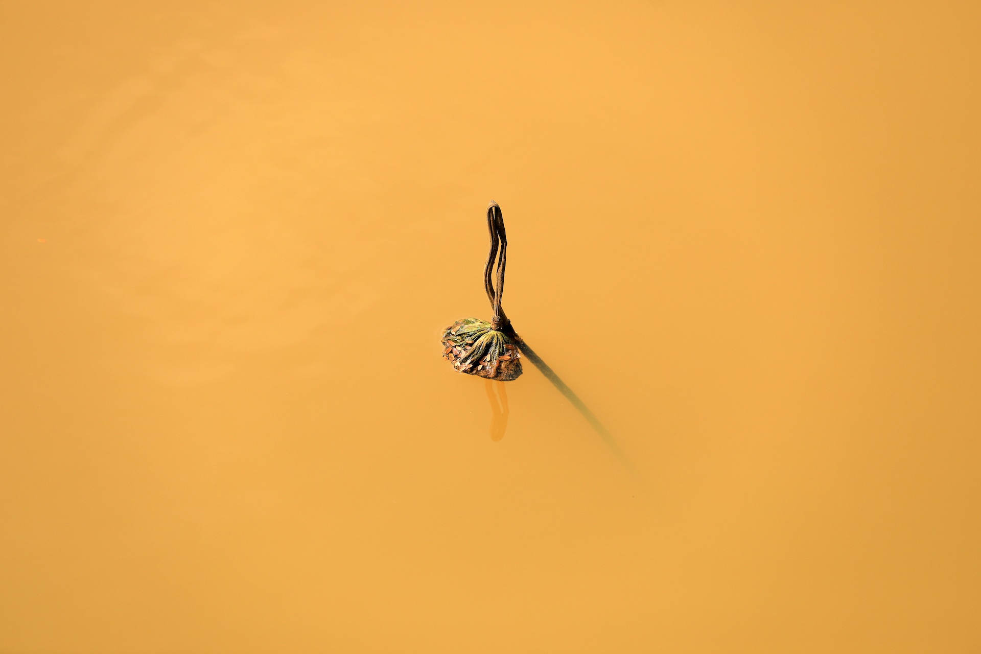 mua hoa sen mien Bac anh 15