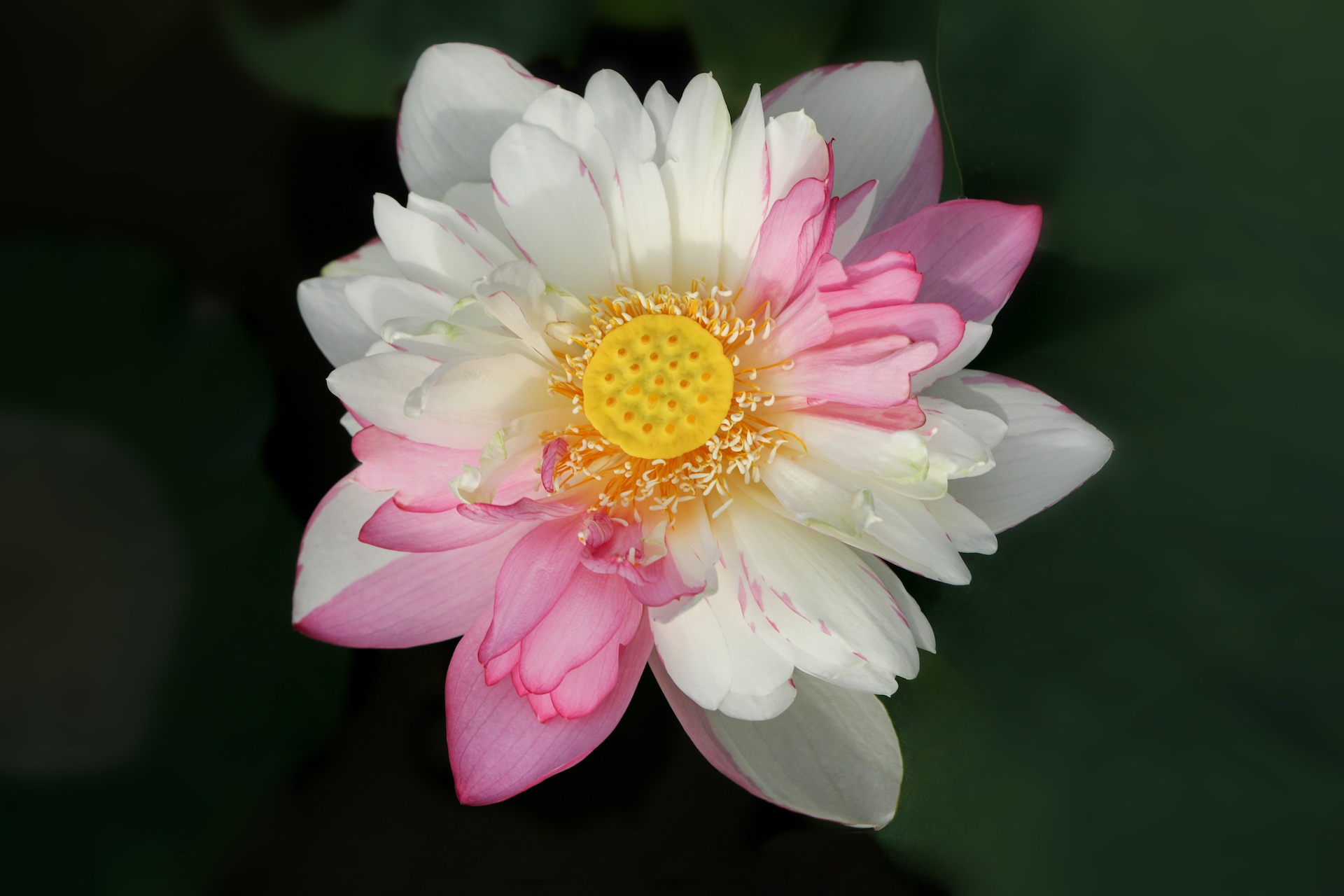 mua hoa sen mien Bac anh 32