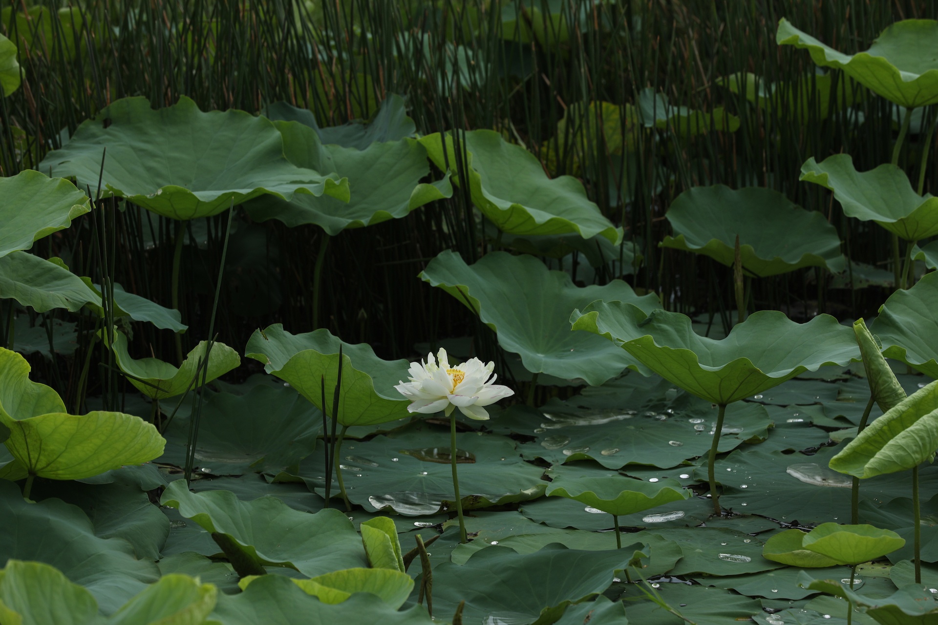 mua hoa sen mien Bac anh 25