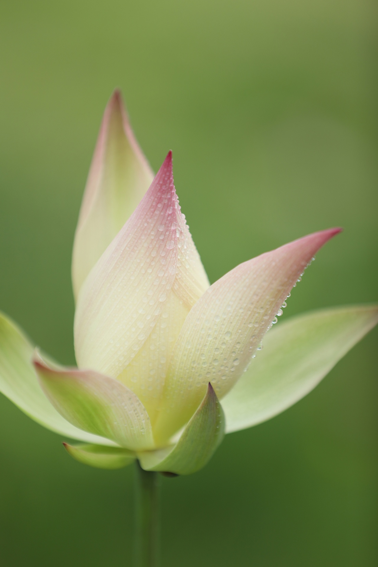 mua hoa sen mien Bac anh 30