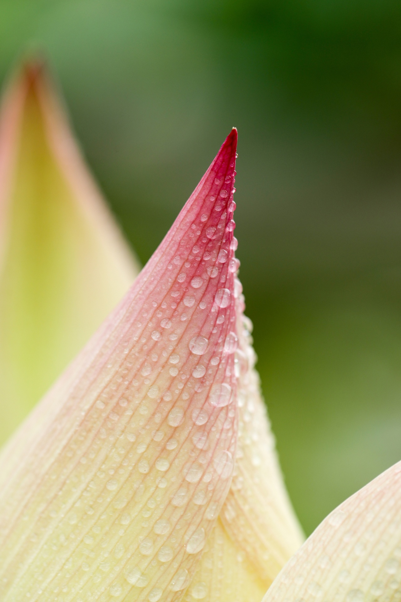 mua hoa sen mien Bac anh 46