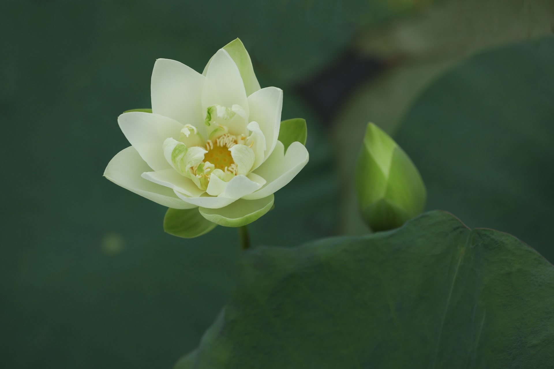 mua hoa sen mien Bac anh 27