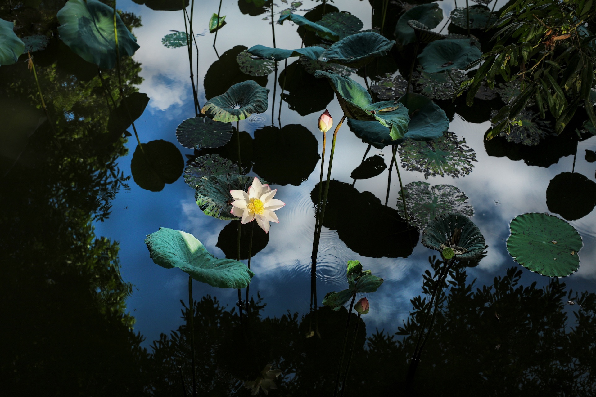 mua hoa sen mien Bac anh 13
