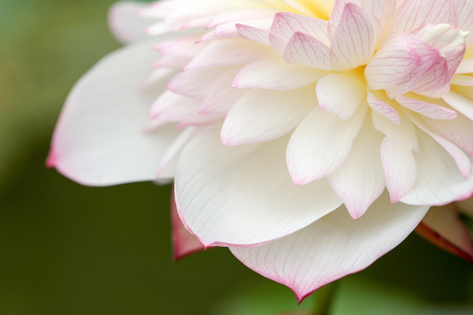 mua hoa sen mien Bac anh 33