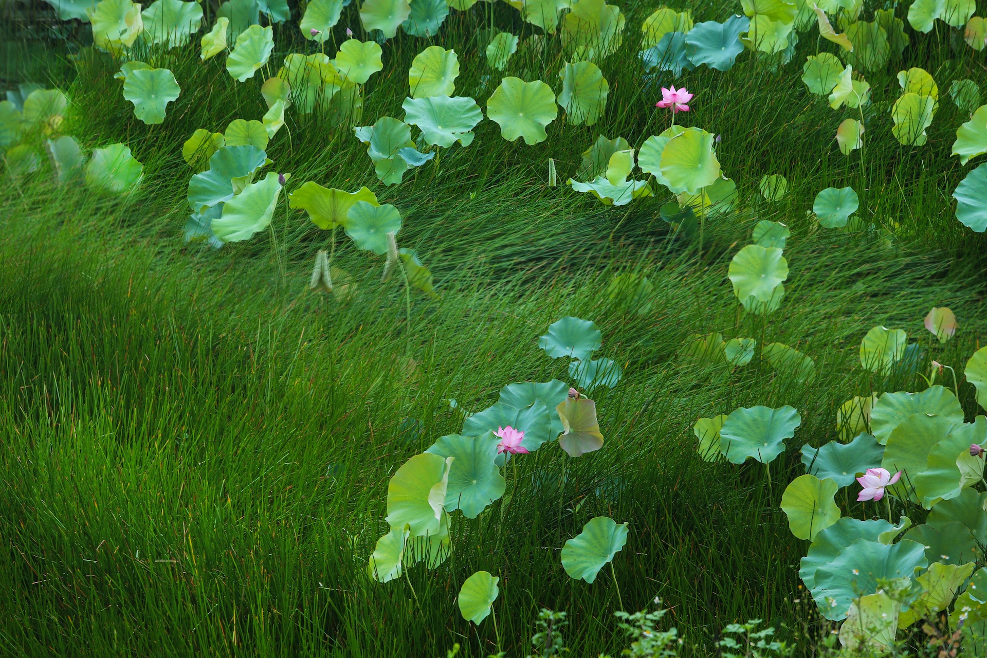 mua hoa sen mien Bac anh 28