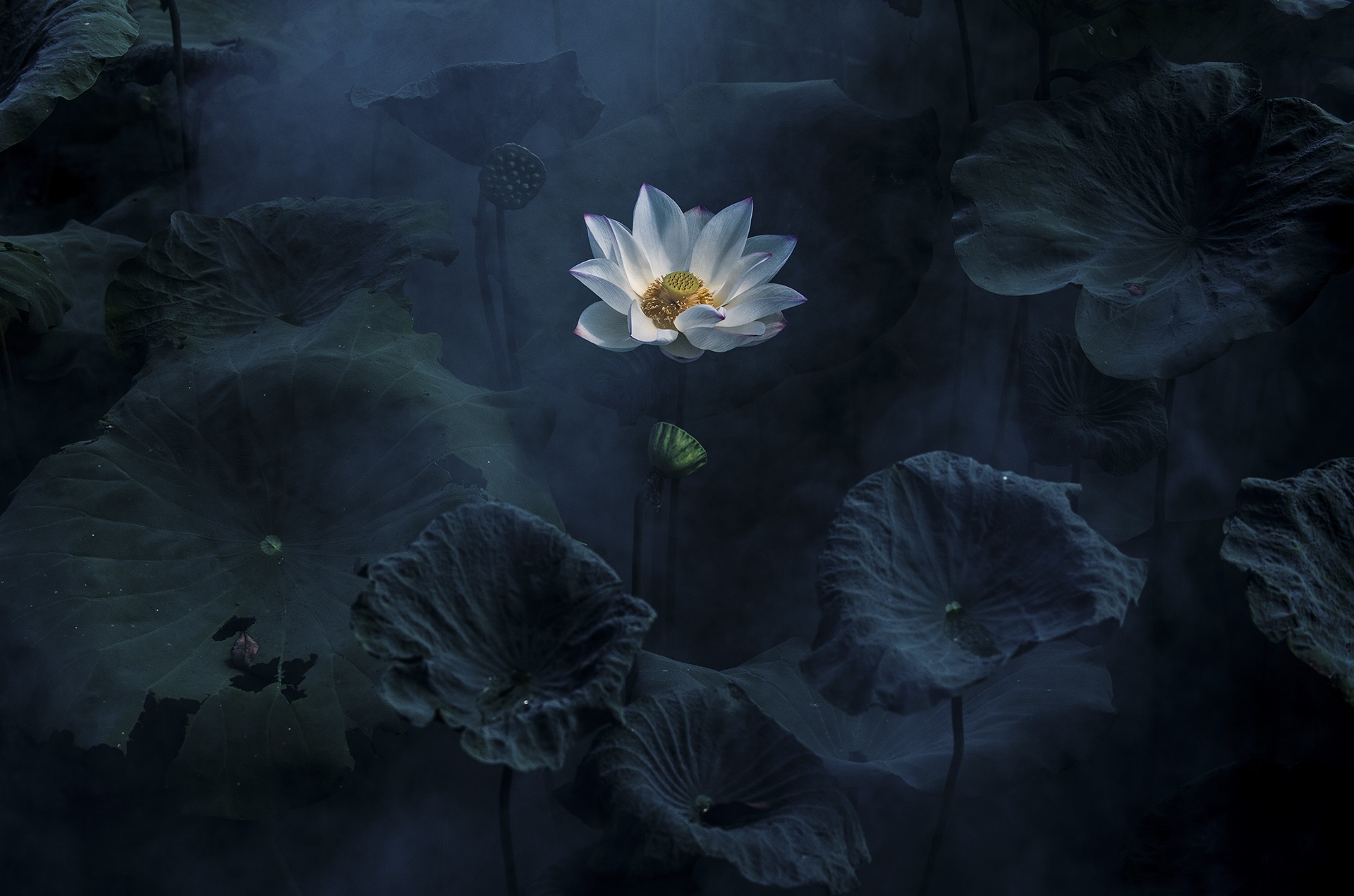 mua hoa sen mien Bac anh 54