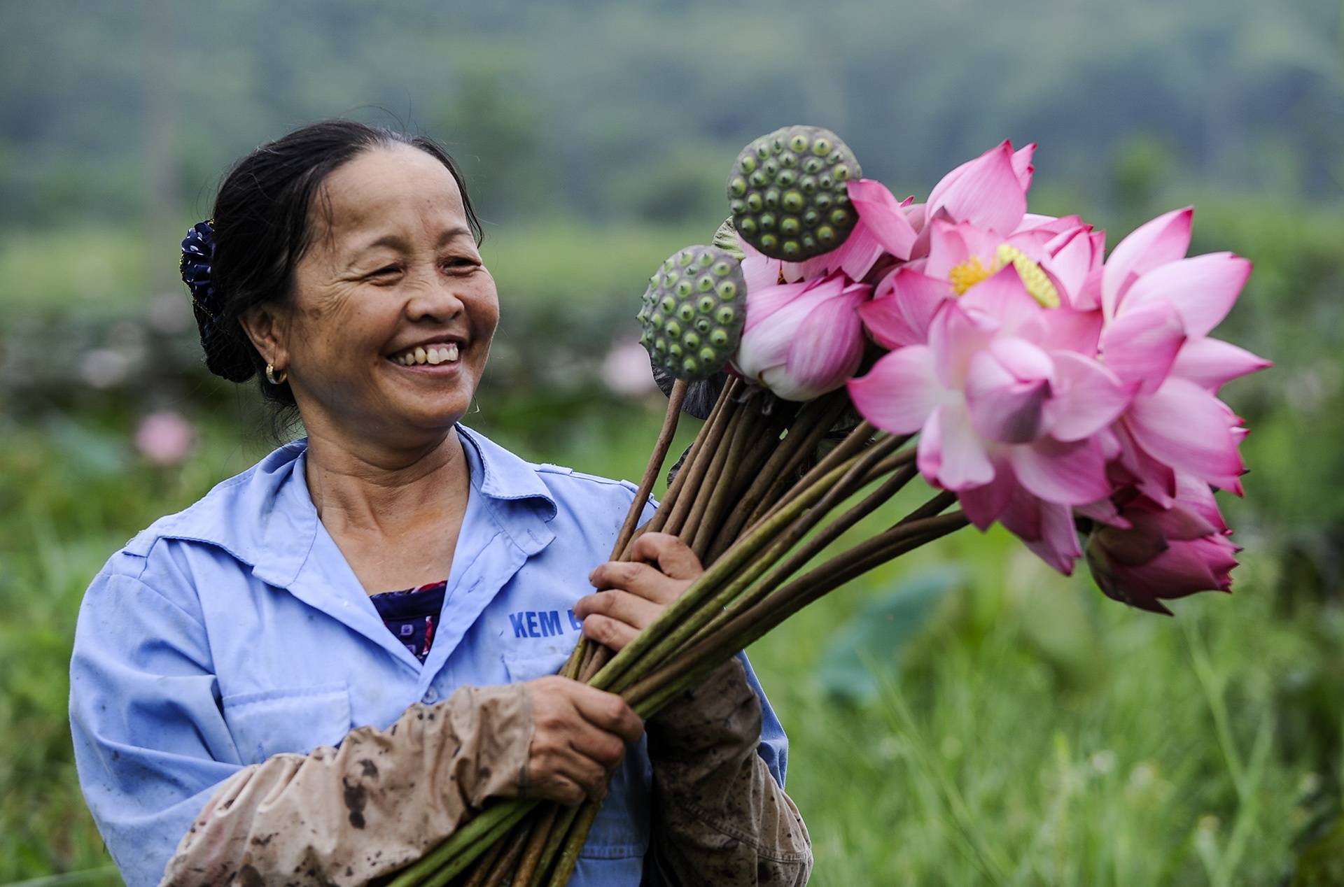 mua hoa sen mien Bac anh 68