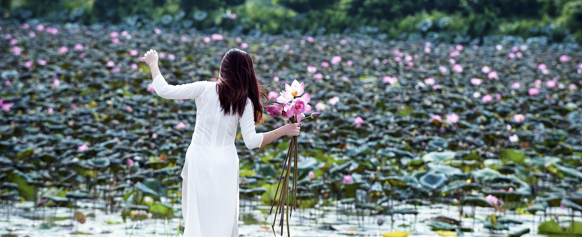 mua hoa sen mien Bac anh 62