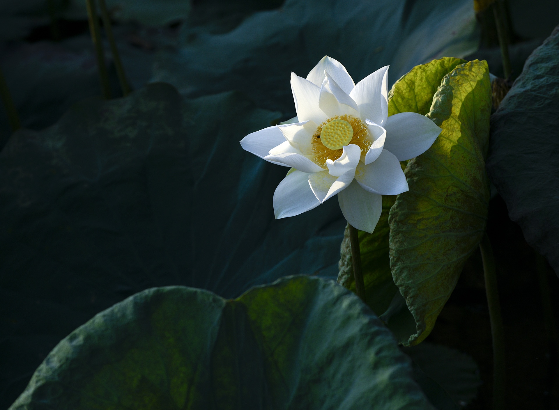 mua hoa sen mien Bac anh 57