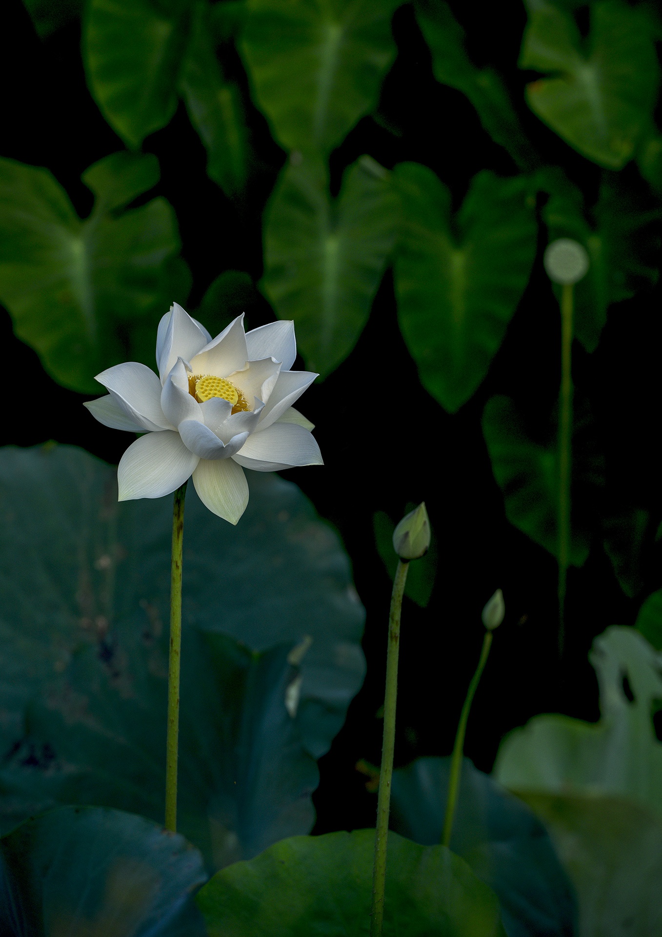 mua hoa sen mien Bac anh 52