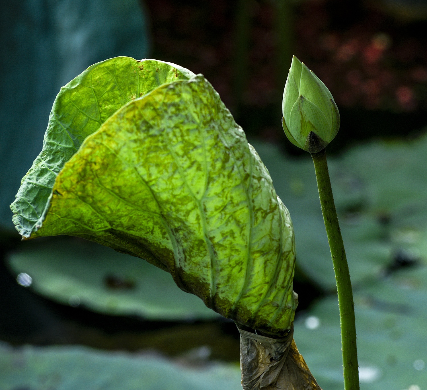 mua hoa sen mien Bac anh 53