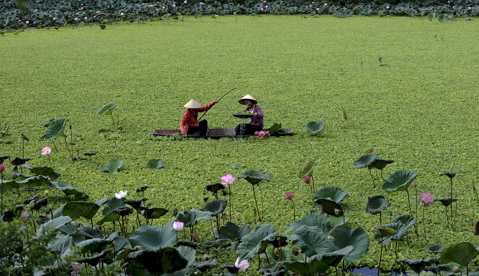 mua hoa sen mien Bac anh 2