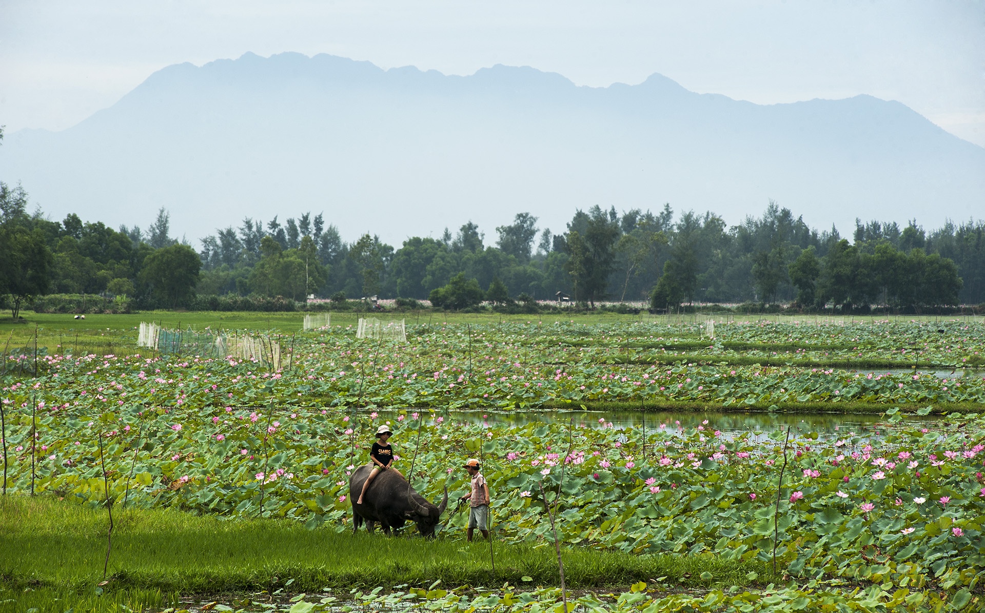 mua hoa sen mien Bac anh 65