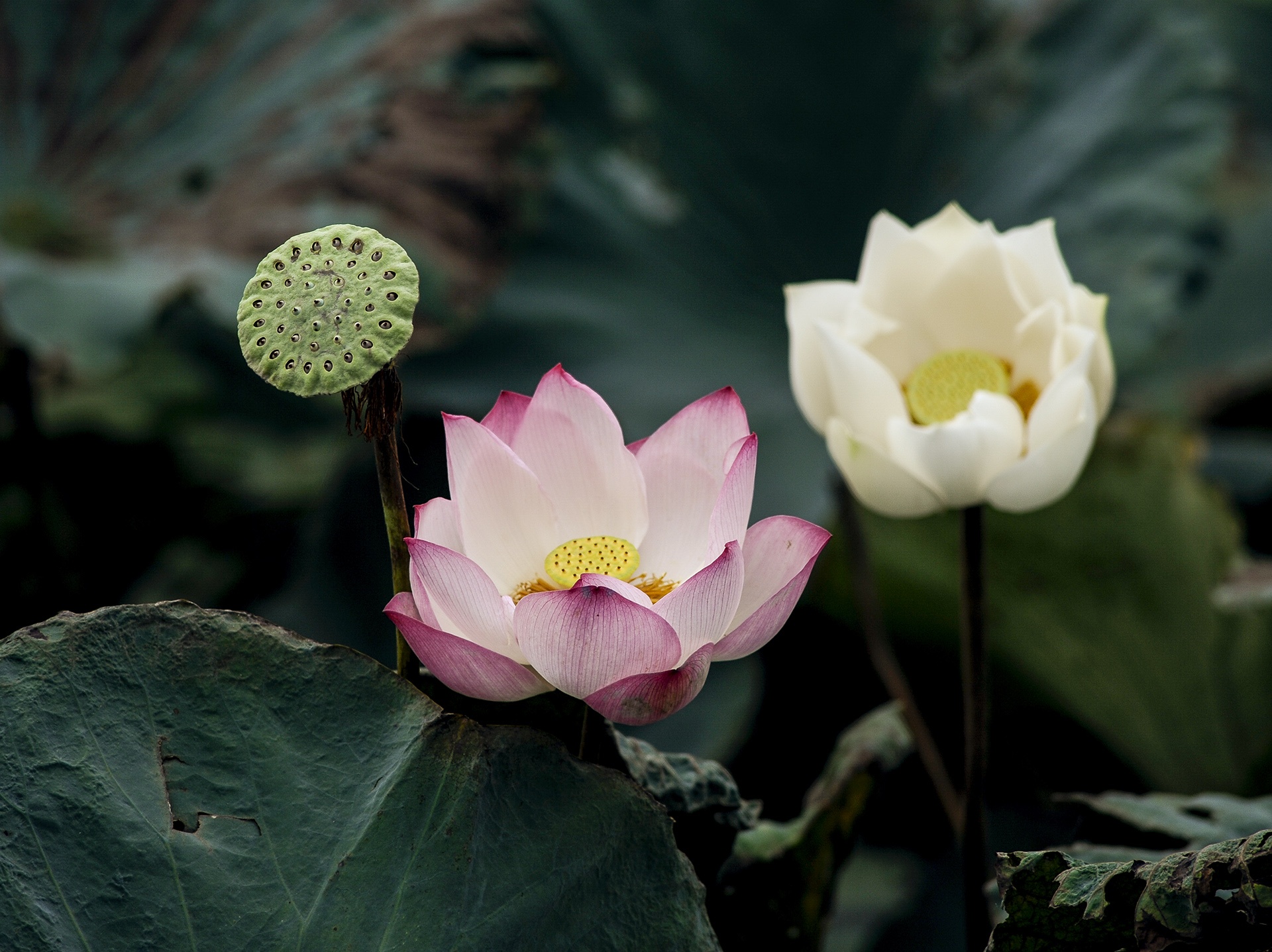 mua hoa sen mien Bac anh 56