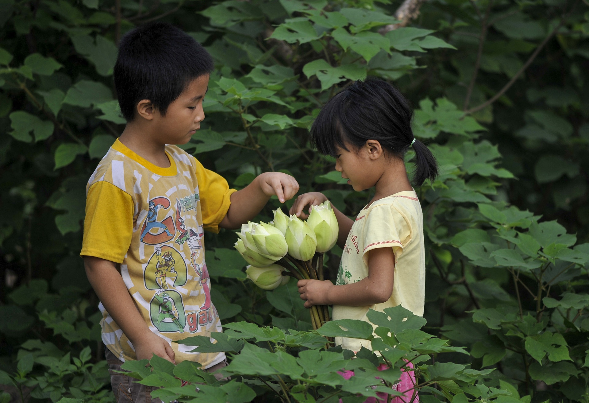mua hoa sen mien Bac anh 67