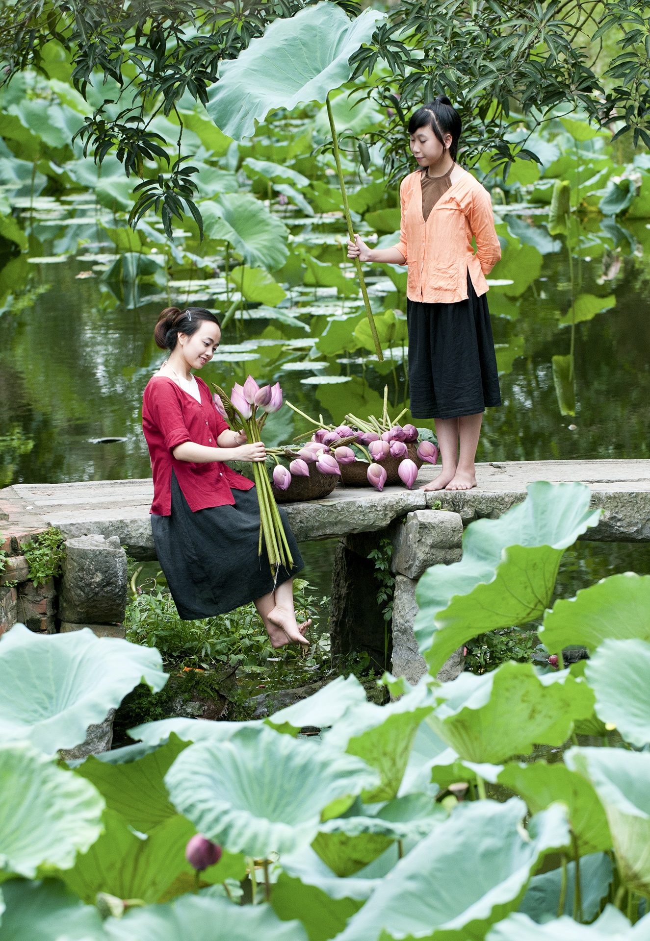 mua hoa sen mien Bac anh 64