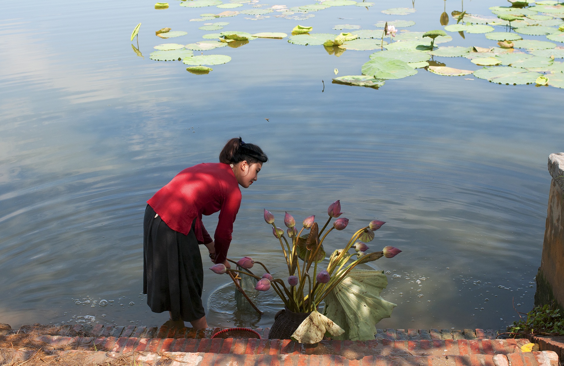 mua hoa sen mien Bac anh 66