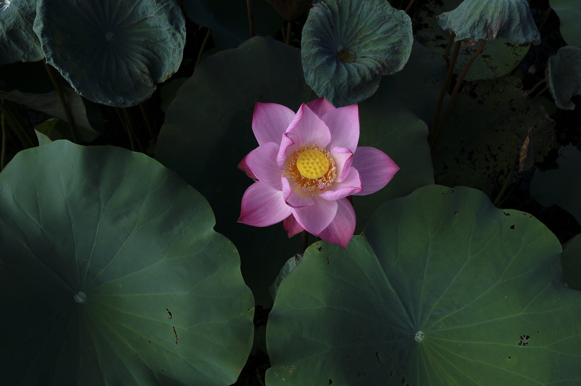 mua hoa sen mien Bac anh 61