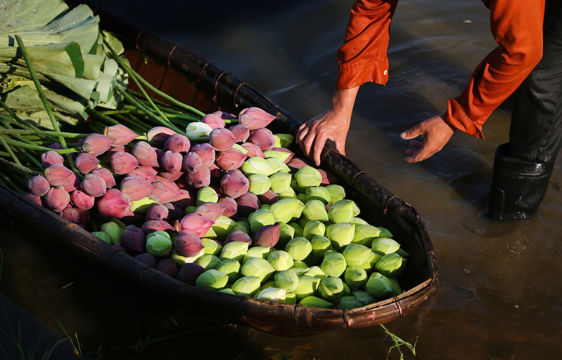 mua hoa sen mien Bac anh 74