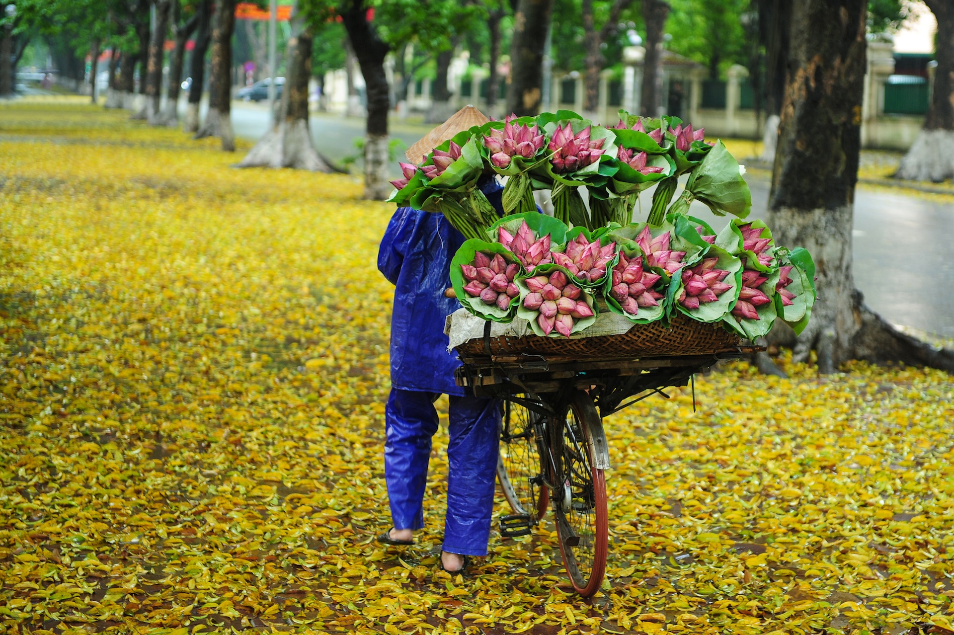 mua hoa sen mien Bac anh 72
