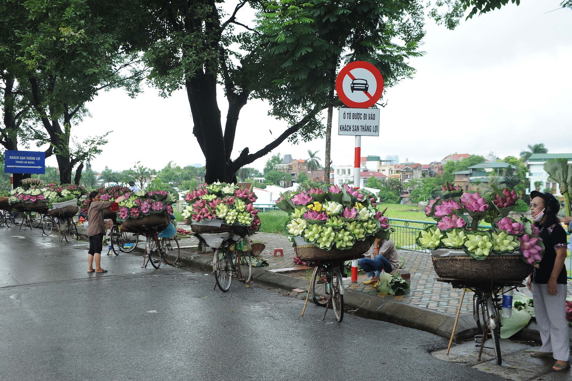 mua hoa sen mien Bac anh 73