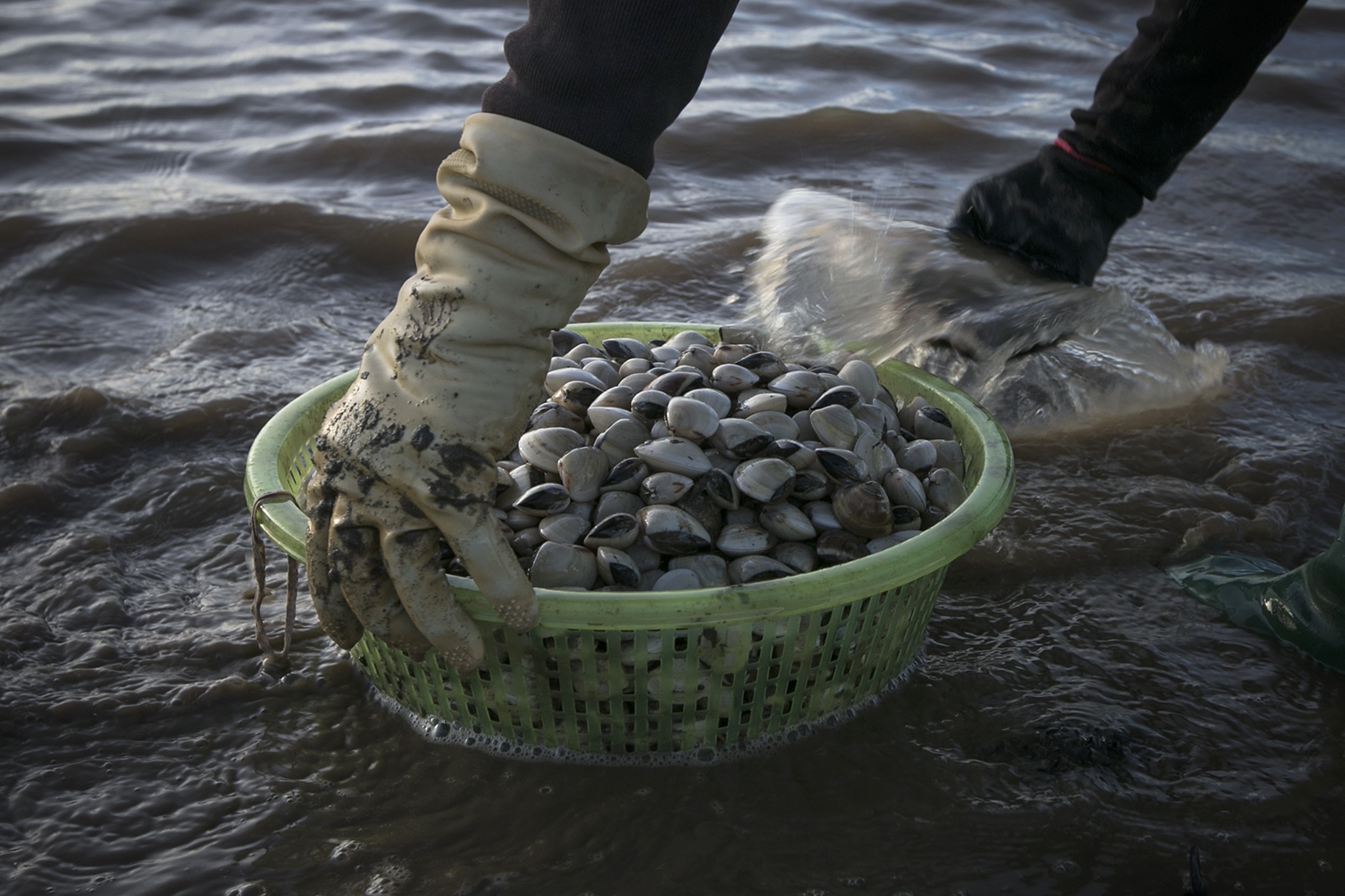 nghề cào ngao ở biển Hậu Lộc ảnh 16 nghe cao ngao o bien Hau Loc anh 16