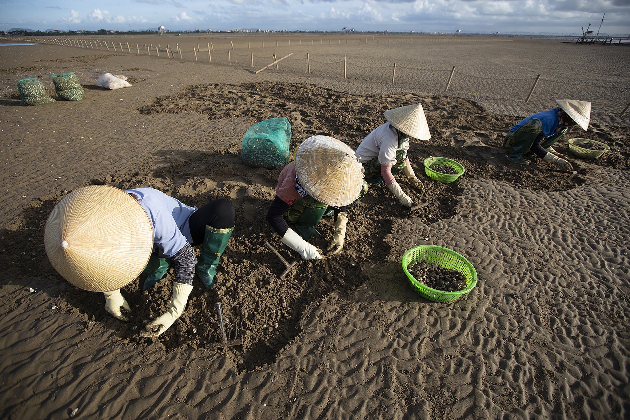 nghề cào ngao ở biển Hậu Lộc ảnh 19 nghe cao ngao o bien Hau Loc anh 19