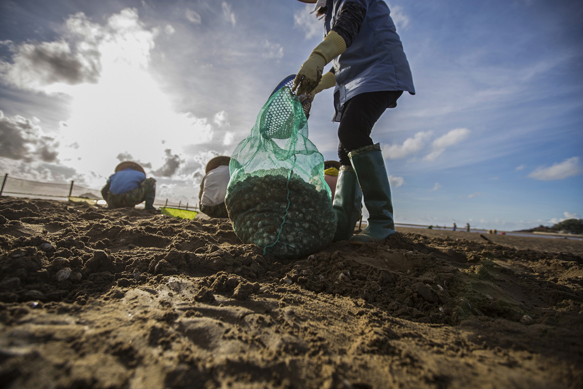 nghề cào ngao ở biển Hậu Lộc ảnh 20 nghe cao ngao o bien Hau Loc anh 20