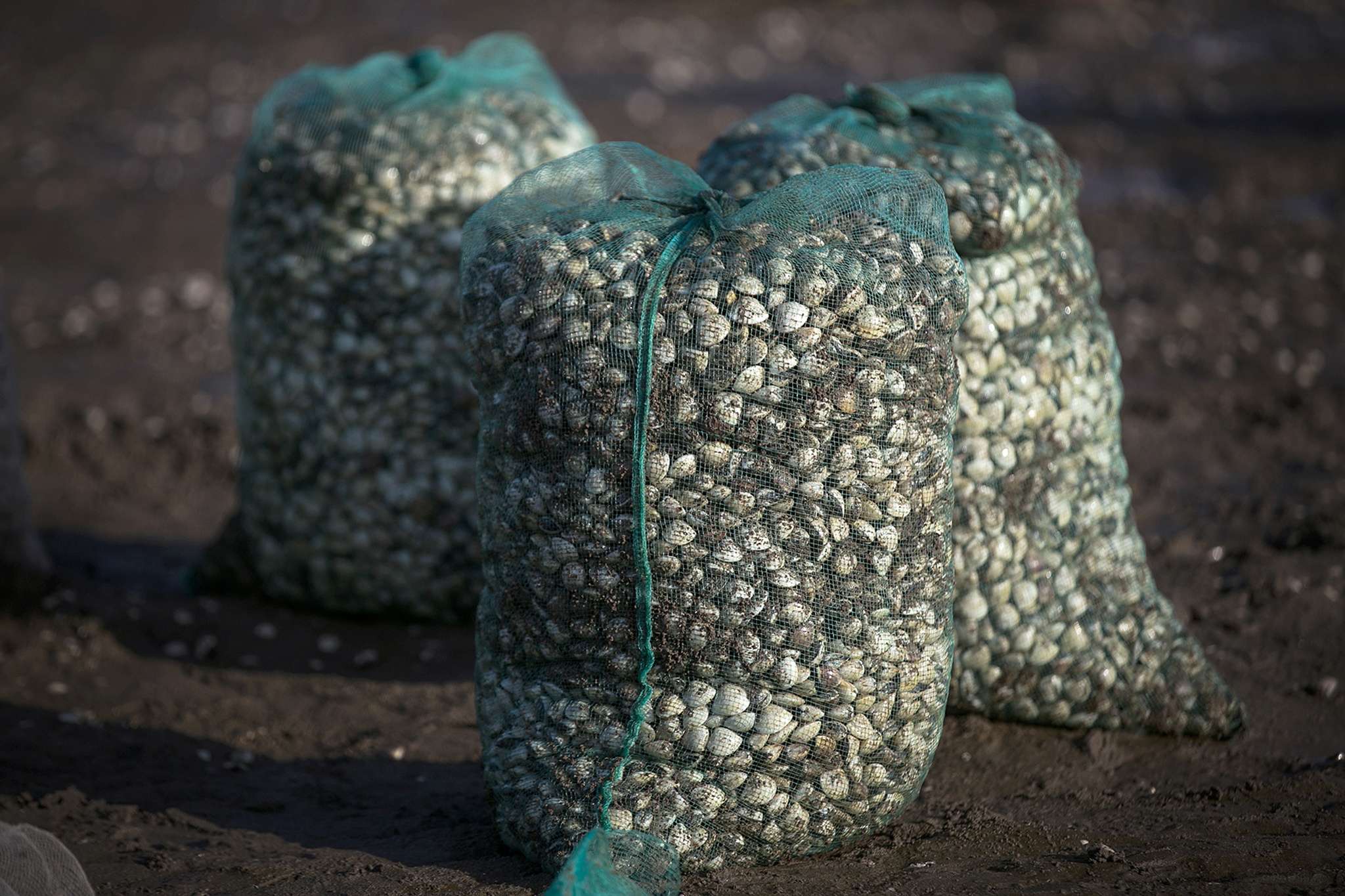 nghề cào ngao ở biển Hậu Lộc ảnh 23 nghe cao ngao o bien Hau Loc anh 23