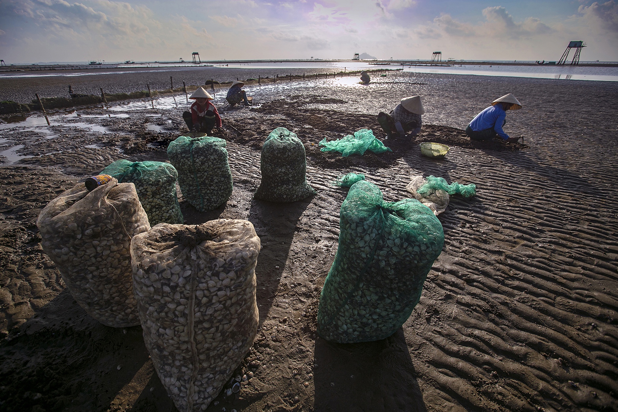 nghề cào ngao ở biển Hậu Lộc ảnh 24 nghe cao ngao o bien Hau Loc anh 24