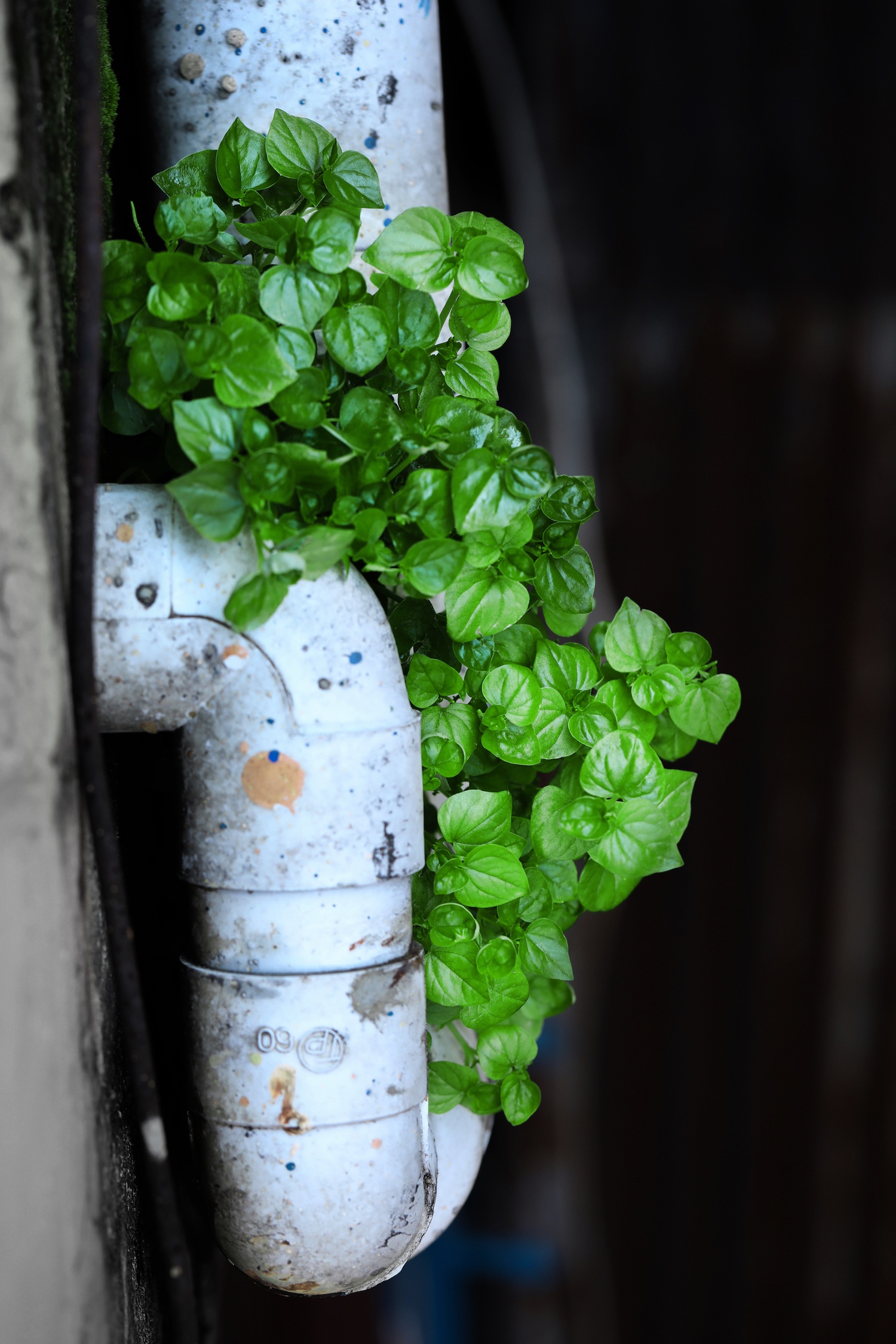 Ha Noi vang ve trong dai dich Covid-19 anh 27