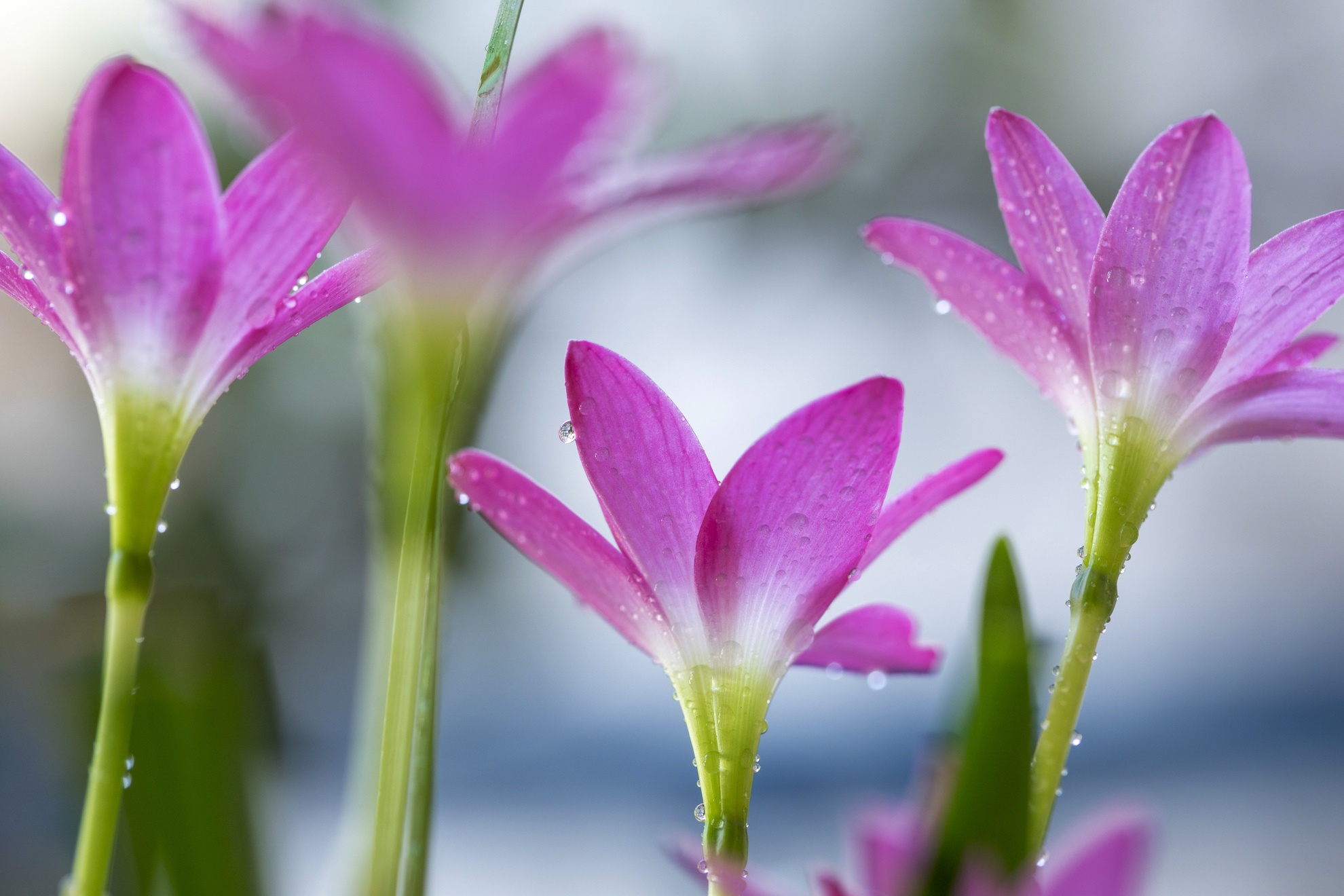 Ha Noi vang ve trong dai dich Covid-19 anh 61