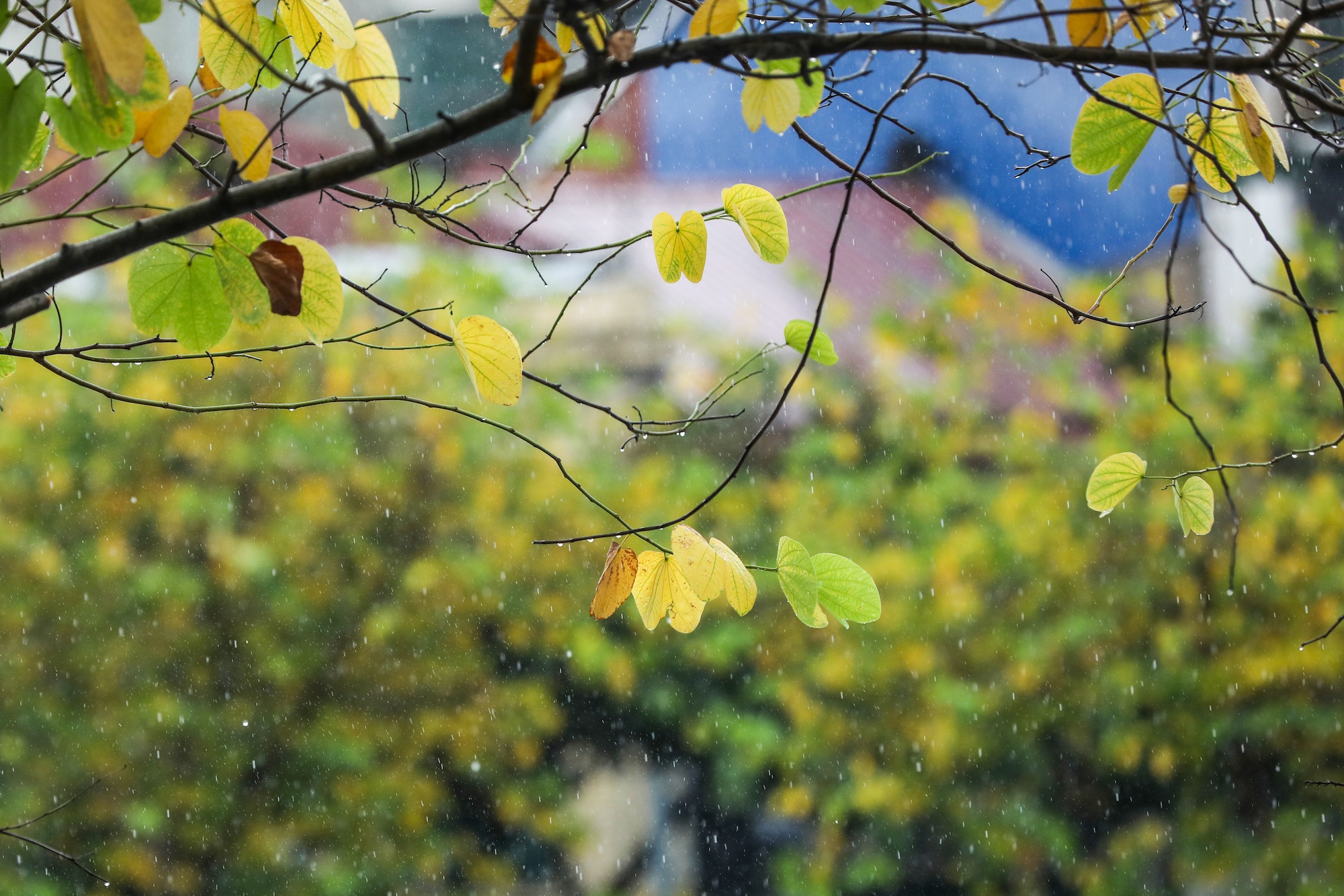 khong khi mua thu o Ha Noi anh 60