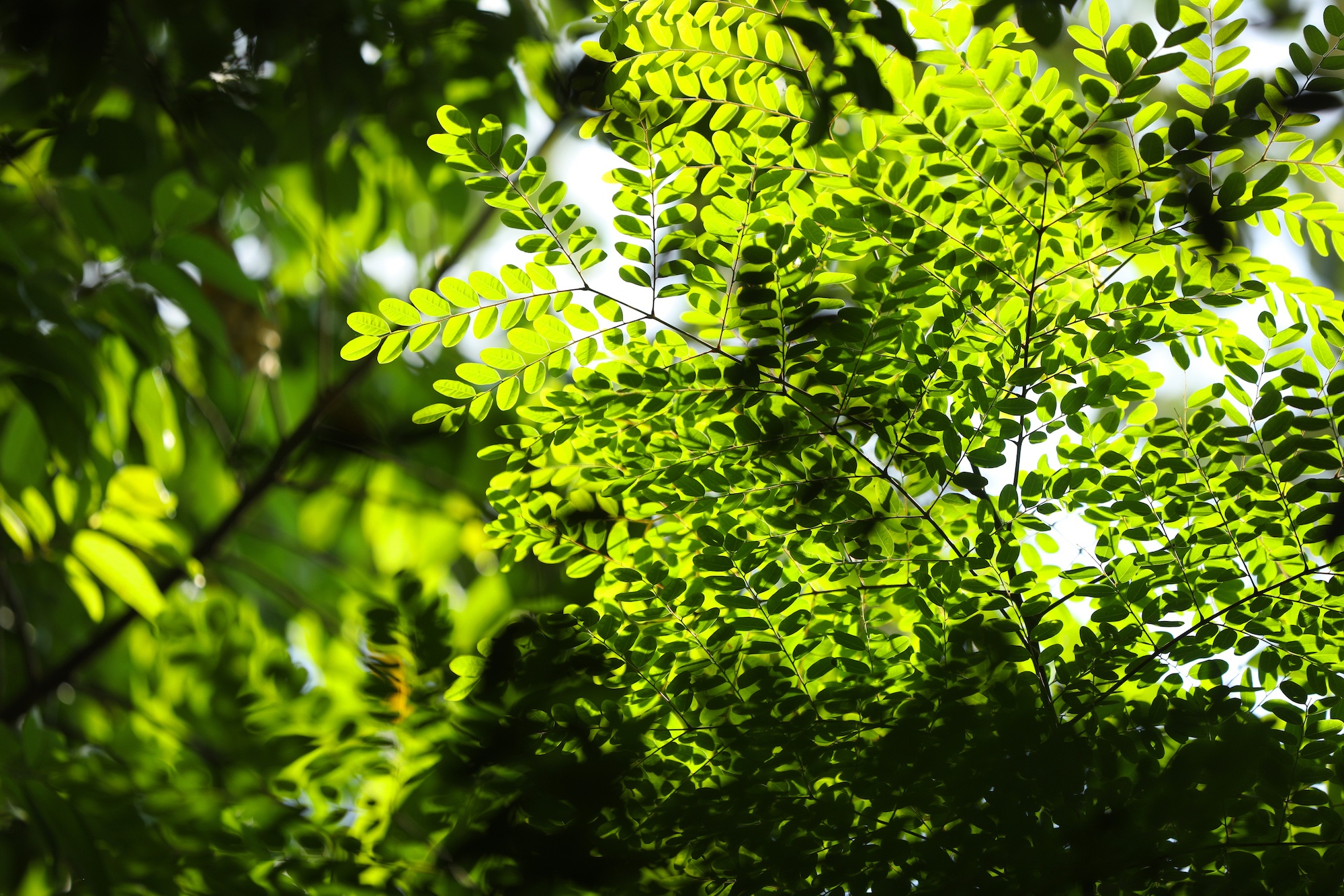 khong khi mua thu o Ha Noi anh 55