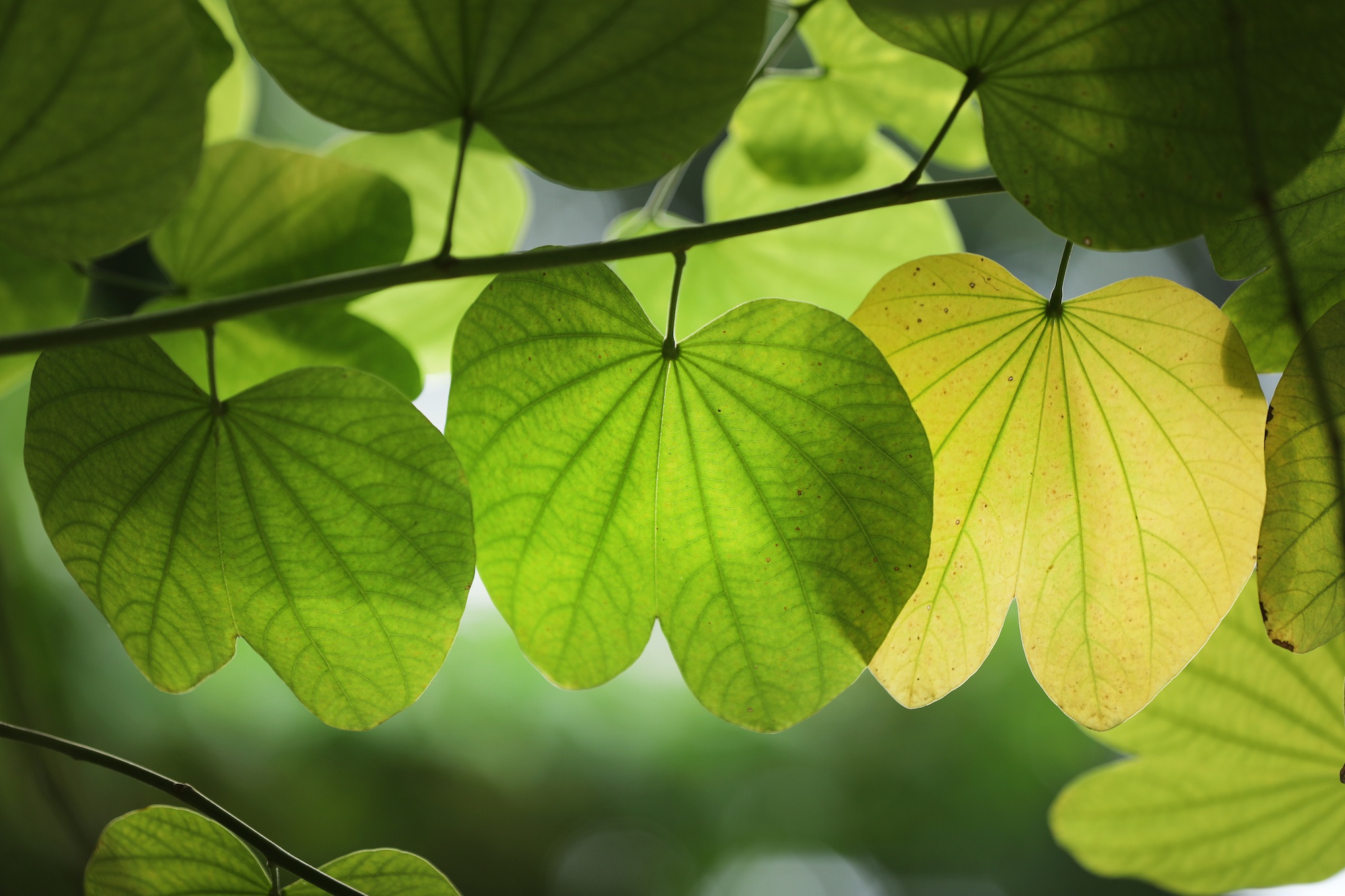 khong khi mua thu o Ha Noi anh 53