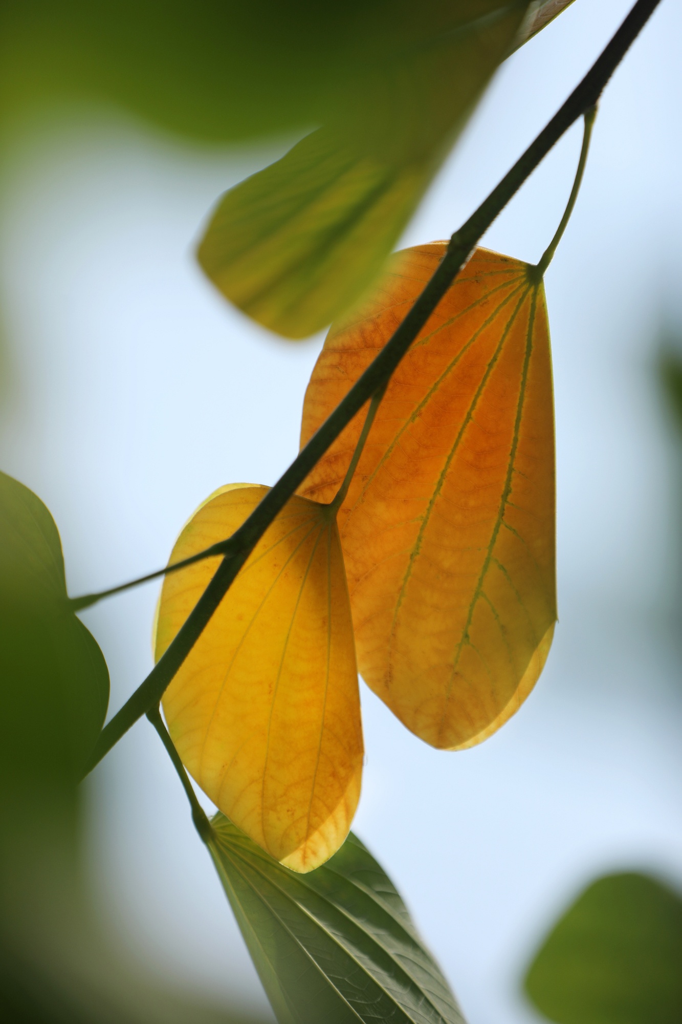 khong khi mua thu o Ha Noi anh 57