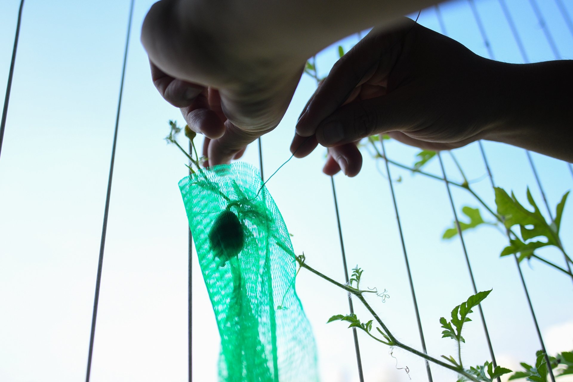 50 ngay gian cach xa hoi o Ha Noi anh 4