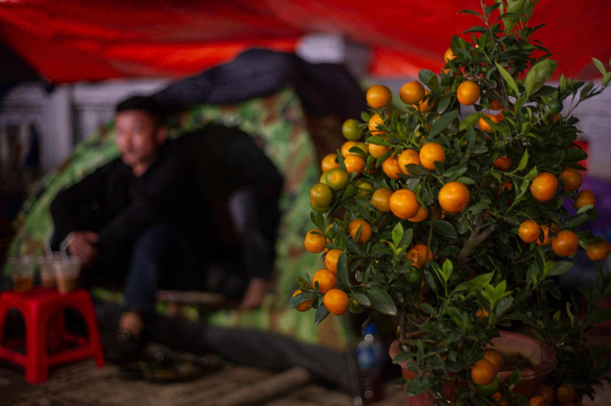 trong cay canh Tet ban dem anh 6