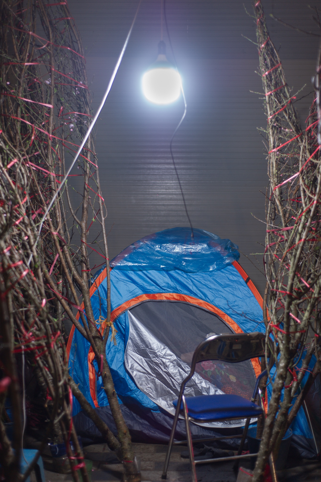 trong cay canh Tet ban dem anh 2