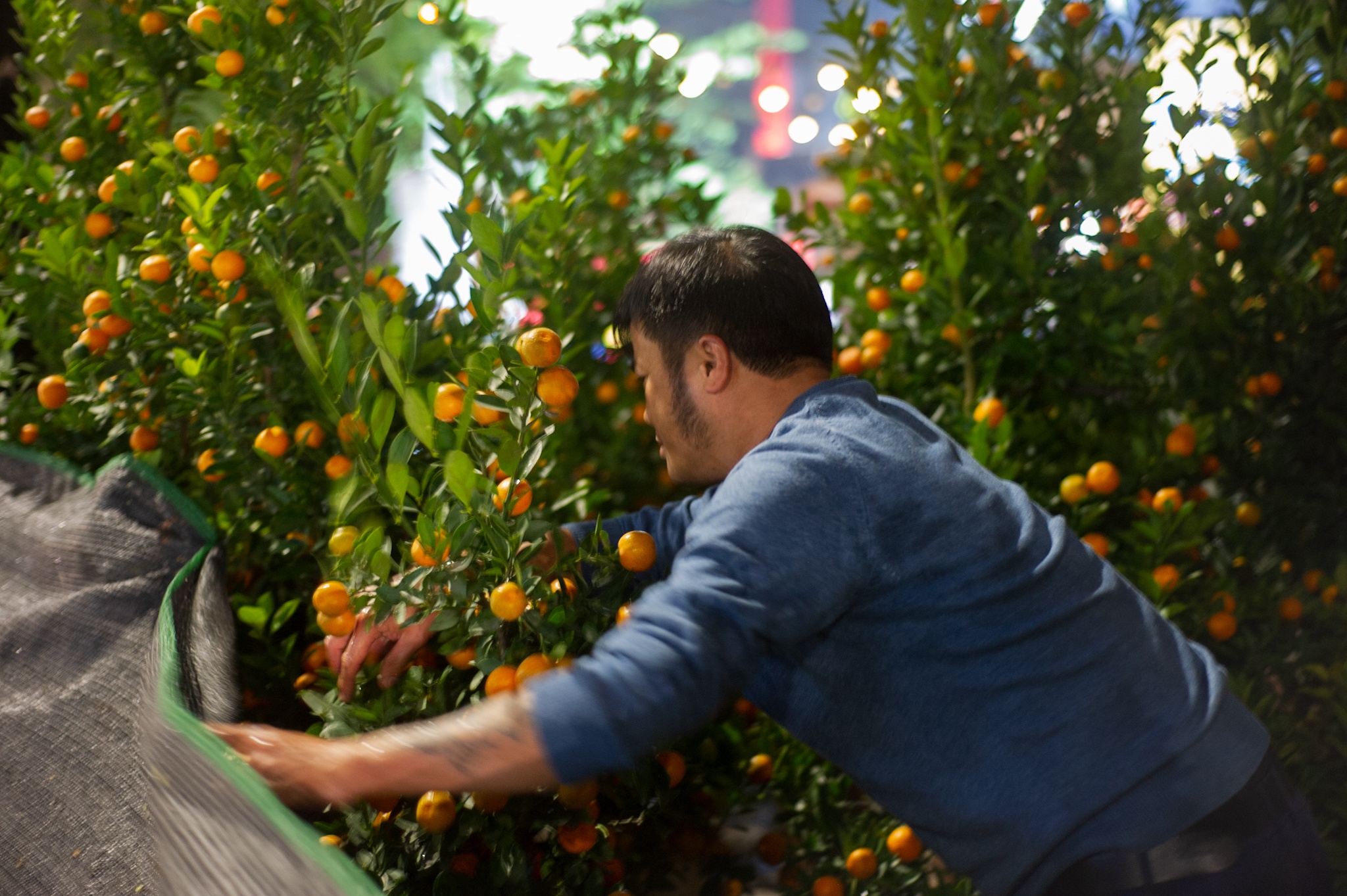 trong cay canh Tet ban dem anh 9