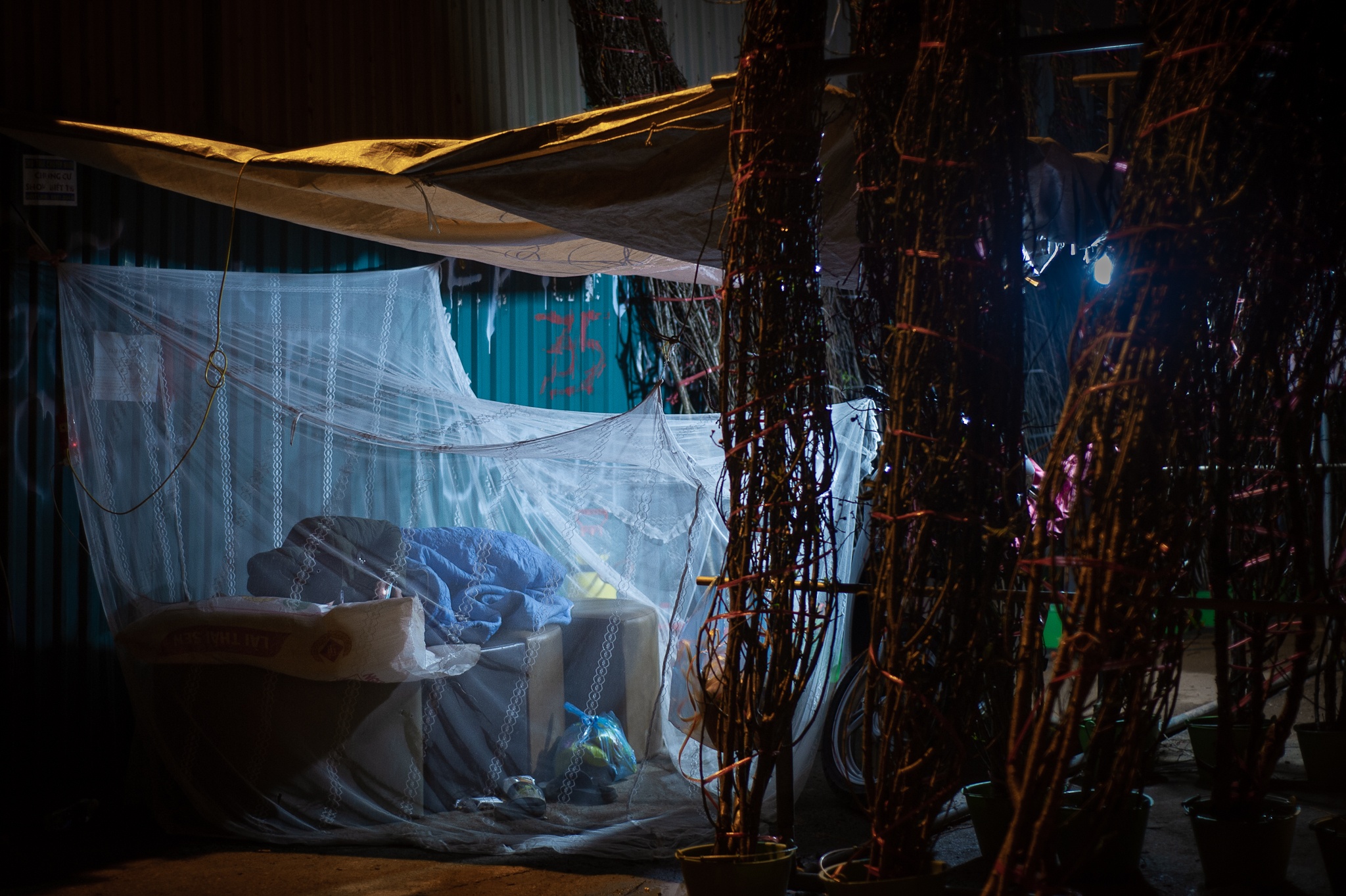 trong cay canh Tet ban dem anh 10