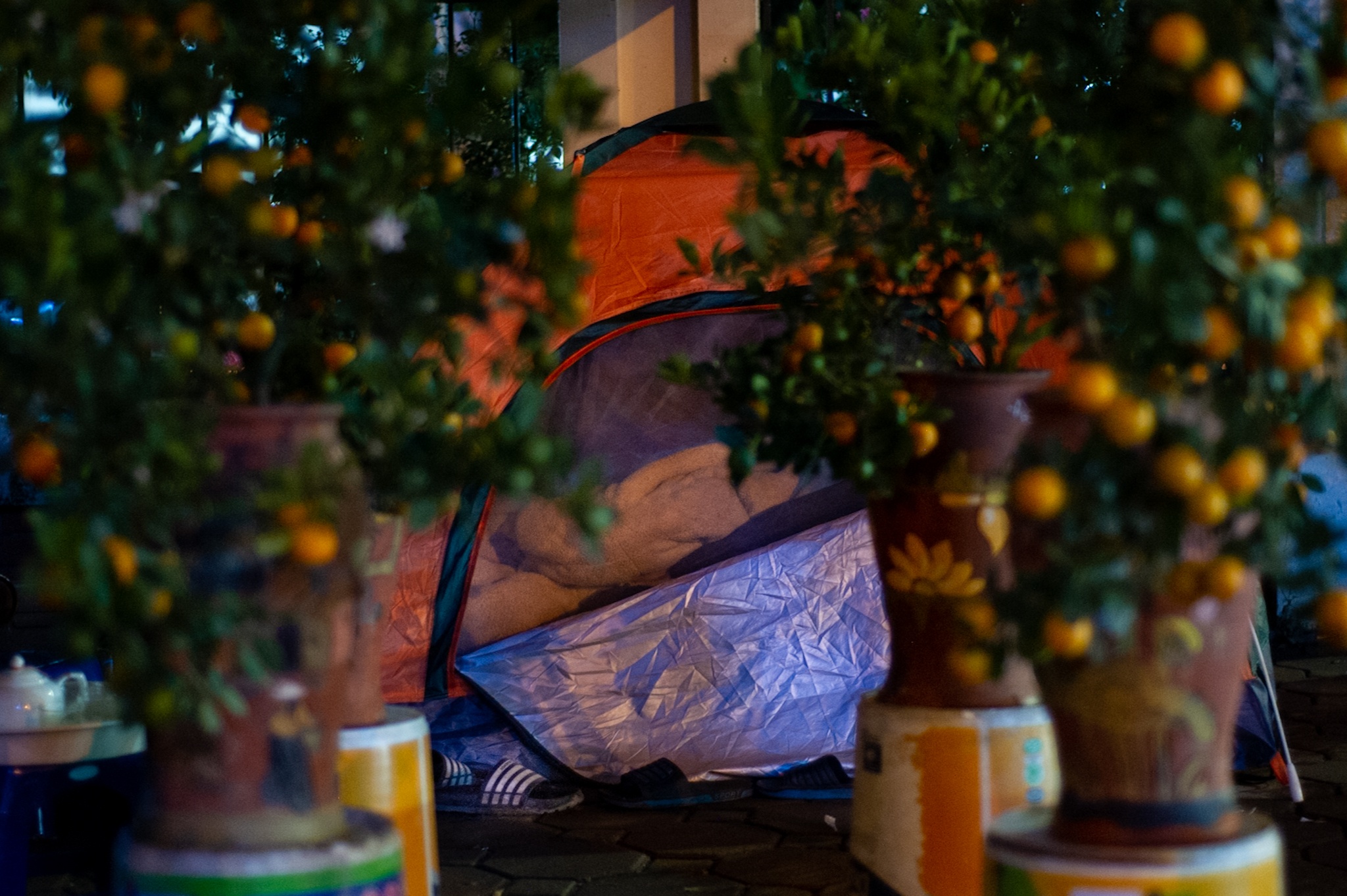 trong cay canh Tet ban dem anh 3