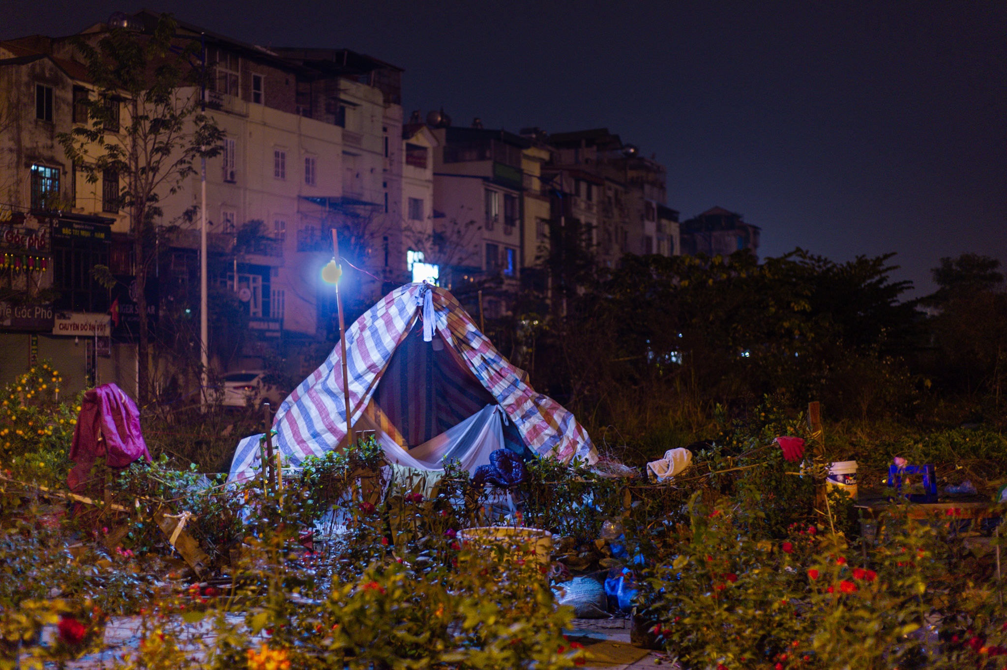 trong cay canh Tet ban dem anh 1