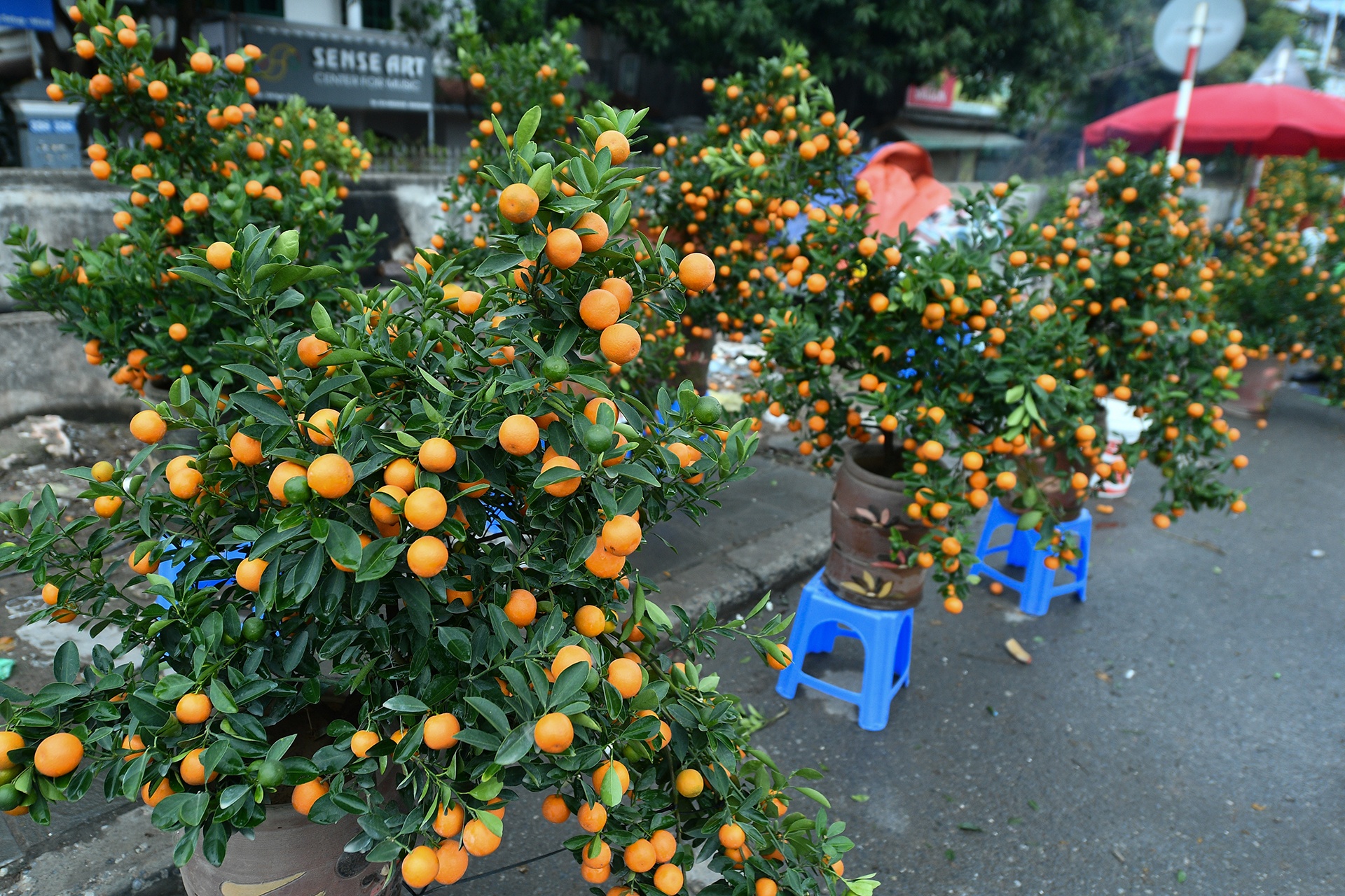cho hoa Tet o Ha Noi anh 7