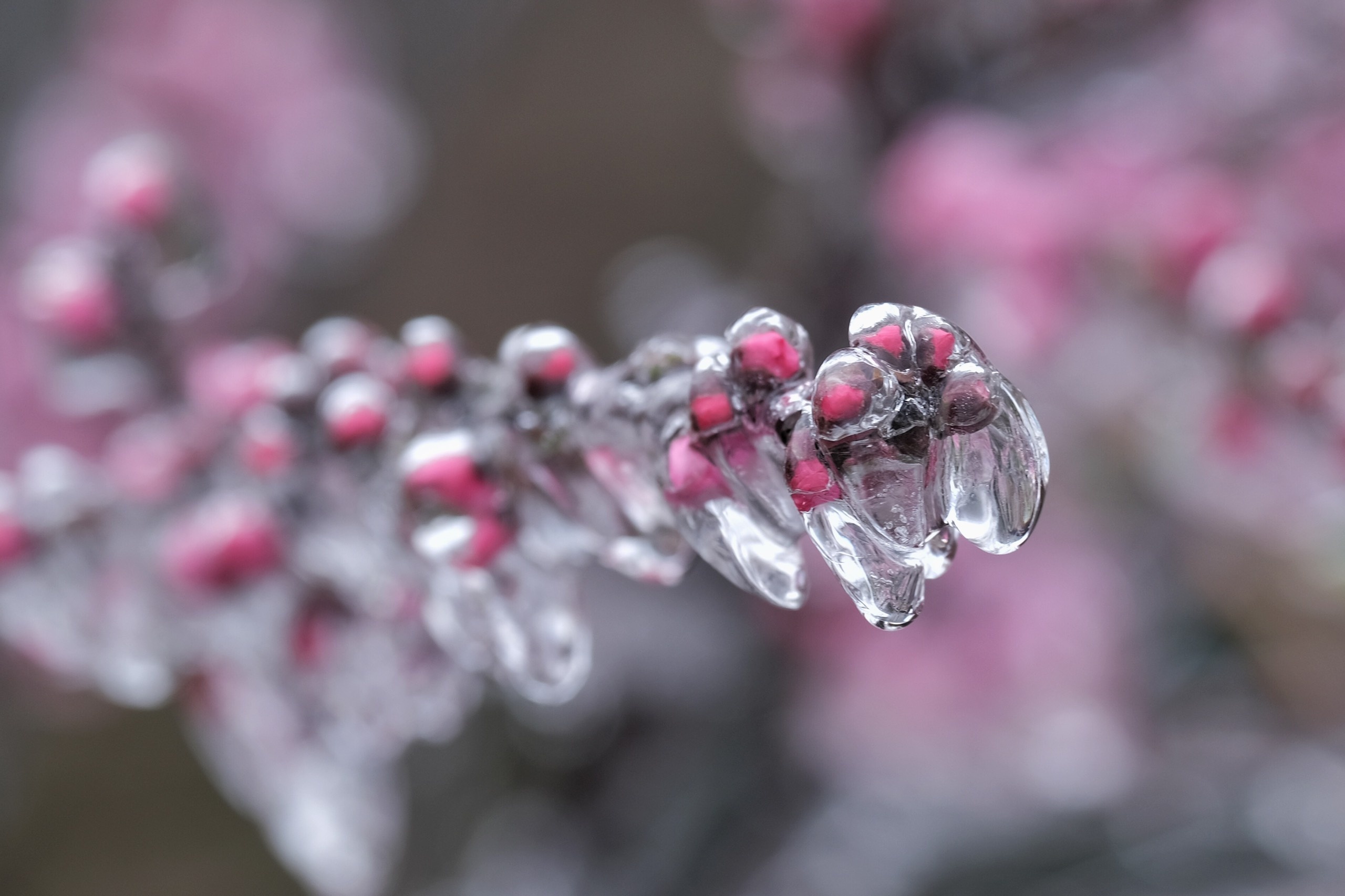 Y Ty mua bang gia anh 2