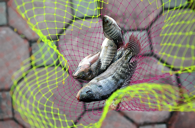 Song To Lich sach bat ngo, dan thi nhau bat ca hinh anh